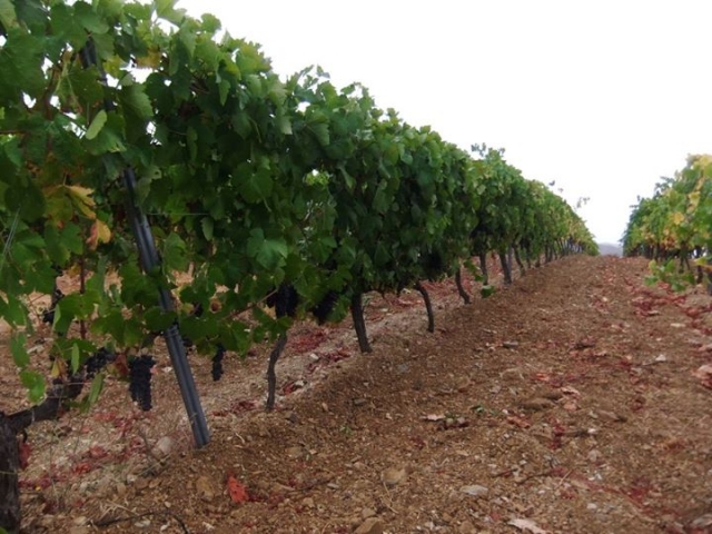 Descubre nuestras plantaciones